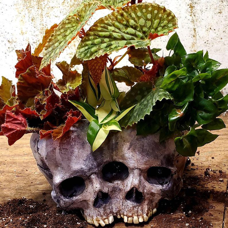skull plant pot for succulents spooky home decor